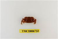 藏品(絨毛近方蟹)的圖片